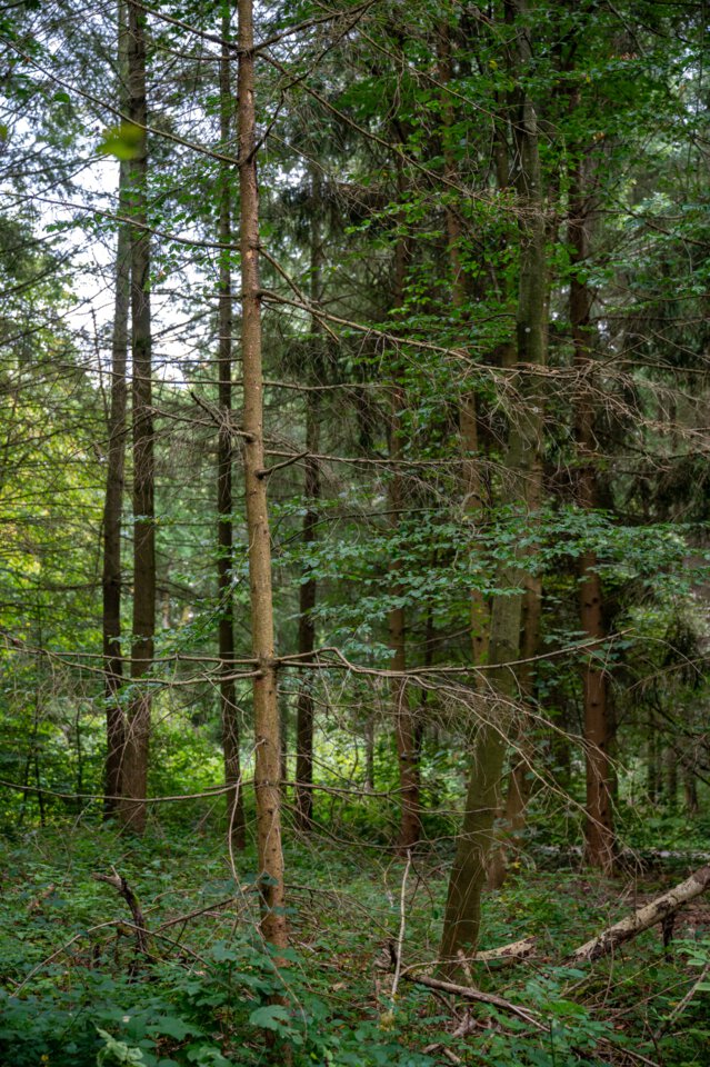 wald_zustand_stadt_karlsruhe_monika_mueller-gmelin.jpg