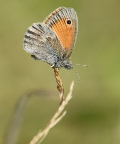 wiesenspaziergang_kleines_wiesenvoegelchen_angelika_elsener_2.jpg